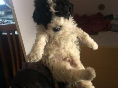 溜达时碰到只流浪狗，据说是泰迪朋友怀着就走，二天后狗狗殃及了