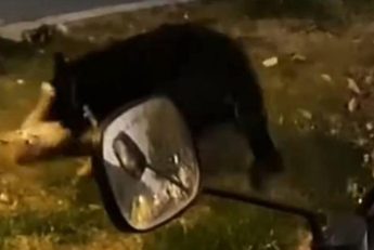 “小区内深夜斗狗”犬主人之一被处罚