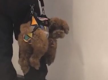 主人把小狗吊在空中,过路人陆续夸赞做的好,狗:我不要脸面的吗