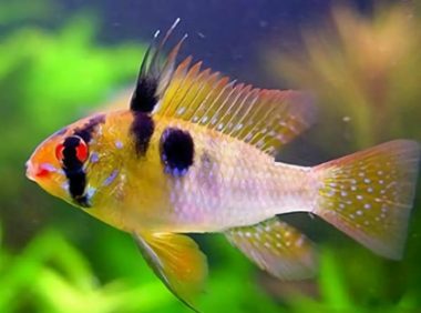 七彩凤凰鱼身份信息