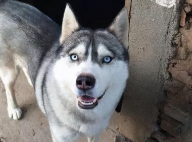 一只小黑狗上门找哈士奇，看起来总觉得眼熟：你爹是哪位啊？