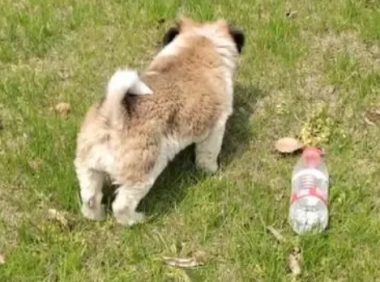 见人就想跟着跑的小狗，为了能有个家，挨打也要继续讨好人