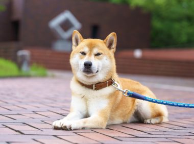 养宠知识：狗狗肠胃不好拉稀怎么调理才好