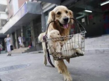 母狗将幼犬叼到主人面前，是想“告诉”你这些事