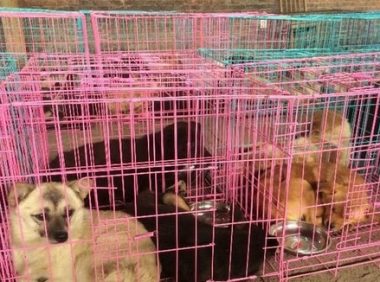 运狗车主被动物保护志愿者拦截 情绪激动一度自残