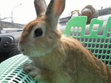 忌廉兔身份信息