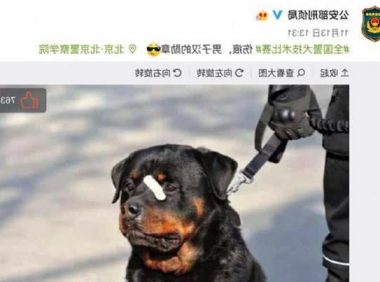 网红“创可贴警犬”即将退役，罗威纳不愧是最聪明的猛犬