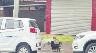 整治不文明养犬行为仍需加力