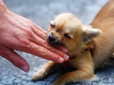 32岁男子因狂犬病离世：半个月前被狗咬伤，以为打了疫苗就没事