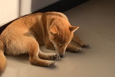 柴犬醒来发觉又“上当受骗”了，主人又看不到了，狗：因为我去玩