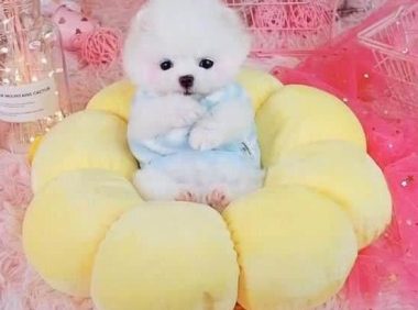 小狗狗被打扮成公主，乖乖躺在萌窝里，心已经被狗萌化！