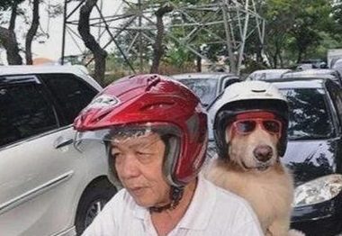 狗狗自动跳上摩托后座,大爷载狗买菜,狗狗戴头盔萌翻众人!