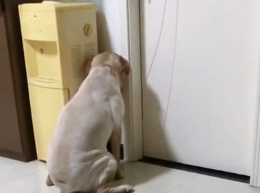 主人给拉布拉多剃毛,狗生气倚着墙生无可恋,狗:我不要面子的吗