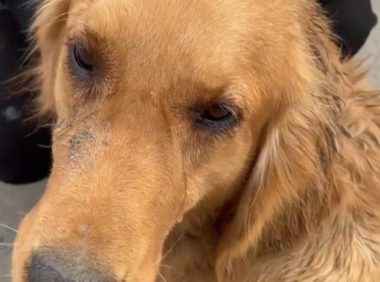 怀孕金毛被送往狗肉店,网友果断买下它,几天后生下8只纯种宝宝