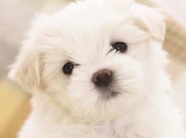狗狗球虫怎么查出来
