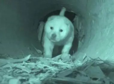 流浪狗宁愿住小水道都不肯接受救援,志工钻进一看热泪盈眶