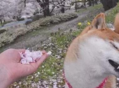 网友让柴犬闻花瓣香不香，柴犬立即回绝，不闻就不闻