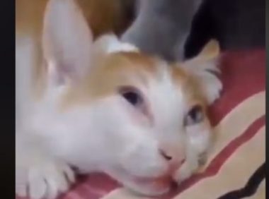 下马威让你知道谁是老大！ 小猫被霸凌幸好马麻来救场