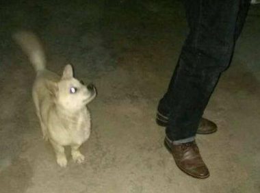 流浪狗跟着网友来到家门口,它的一个眼神,让网友用力关上了门!