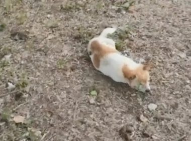 一只趴在草地上流浪狗，对世界已失去信任，在原地默默等待死亡！