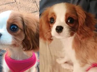 超迷你小猎犬拥有水汪汪大眼逆龄童颜让网友全融化