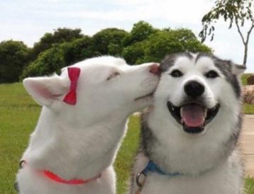 狗狗之间亲密接吻,二哈依旧如此清新脱俗,小柯基直接把对方咬住