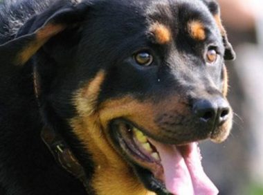 老太被扑倒获赔15万元！青岛多小区发文明养犬倡议