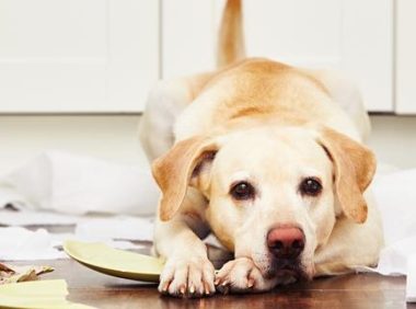 8岁狗狗地震独自在家,第一反应是去主人房间,最后无助发抖