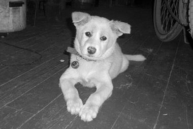 狗狗被陌生女子抱走 8天后被找回