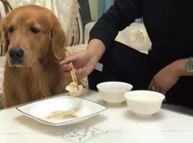 主人吃饺子,让金毛在一边看见,连汤都不许狗狗喝,金毛怒了