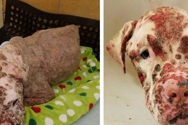 狗狗被蜂群狂咬更是被弃养 如今抹平伤疤找到最爱的人
