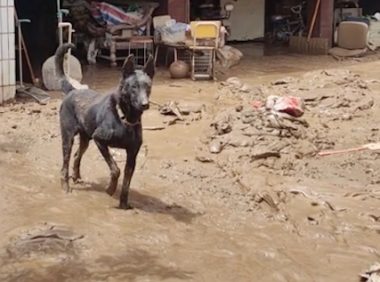 洪水退去回到家，狗见到主人有点生气，万幸猫狗都活了下来