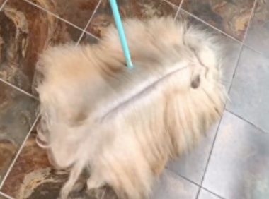 一只长发飘飘的狗狗，还以为我是起猛了，拖把都会摇尾巴了呢！