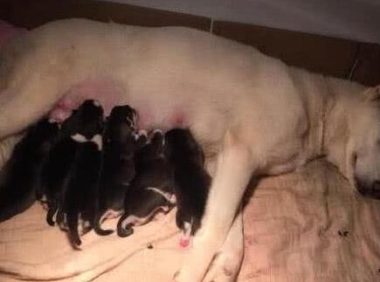 小伙救下只大白狗，半年后生下小奶狗却悔哭了：这不是二哈军团？