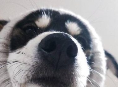 流浪狗被收养后，不敢在家上厕所，生怕主人不要它