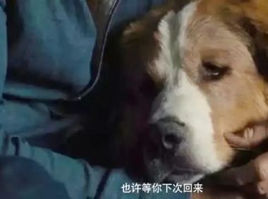 狗狗老了走不动了，主人将它背在背上，即使被尿一身主人也不嫌弃