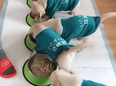 主人放狗狗吃饭，8只金毛一拥而上，这阵势网友笑了