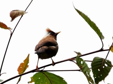 白领凤鹛身份信息