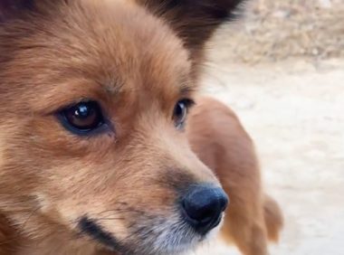 小狗将被领养走,狗妈和孩子最后一次告别