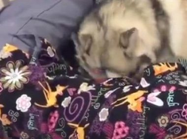 他人家的狗！主人伤心难过二哈给与溫暖怀里，送自身感兴趣的玩具