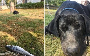 高山犬叼大鱼上岸想帮自己加菜 可爱模样笑翻网友