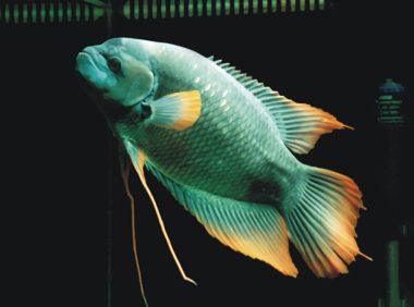 古战舰身份信息