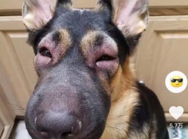 四川一男子和狗好奇蜜蜂振翅被蛰，当事人：不是很痛，但是很肿