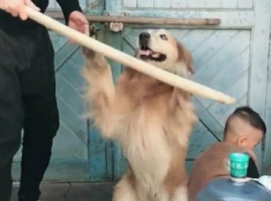 宝宝犯错误了,爸爸拿着棍子打宝宝,狗狗的姿势,令人打动的流泪