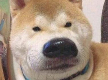 从狗的名字，能看得出主人的“性格种类”，你中招了没？