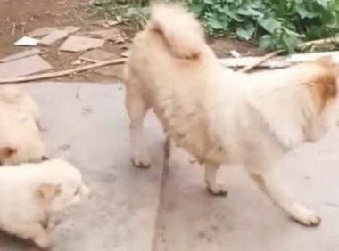 家中狗狗生了小宝宝,可是送礼却没有人想要收容,独留主人愁变大头