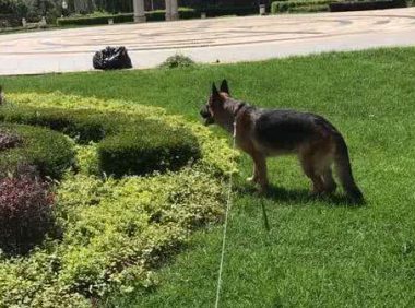 两年半的德牧犬，居然成了一只杀手，伤心