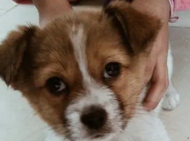 黑熊犬和小黑熊的区别 | 养狗半年发现是熊 家中小狗是“熊孩子”