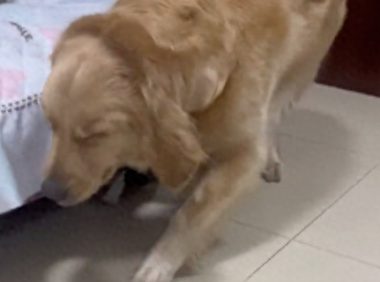 狗狗安静的回来,眯着眼睛蹑手蹑脚从主人面前经过,干了坏事吧?