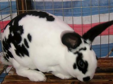 维兰特兔身份信息